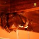 Elephant Bracket Wooden Ceiling